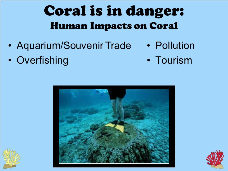 Coral is in danger: Human Impacts on Coral Pollution Tourism Aquarium/Souvenir Trade Overfishing