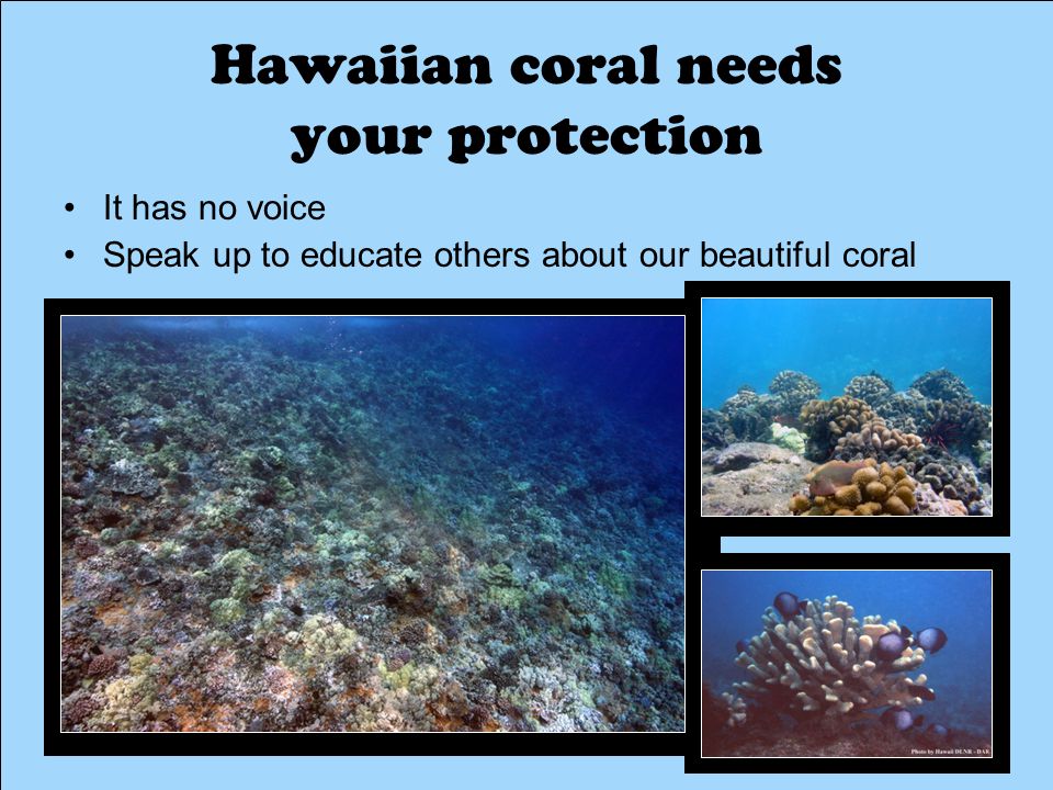 Hawaiian coral needs your protection It has no voice Speak up to educate others about our beautiful coral