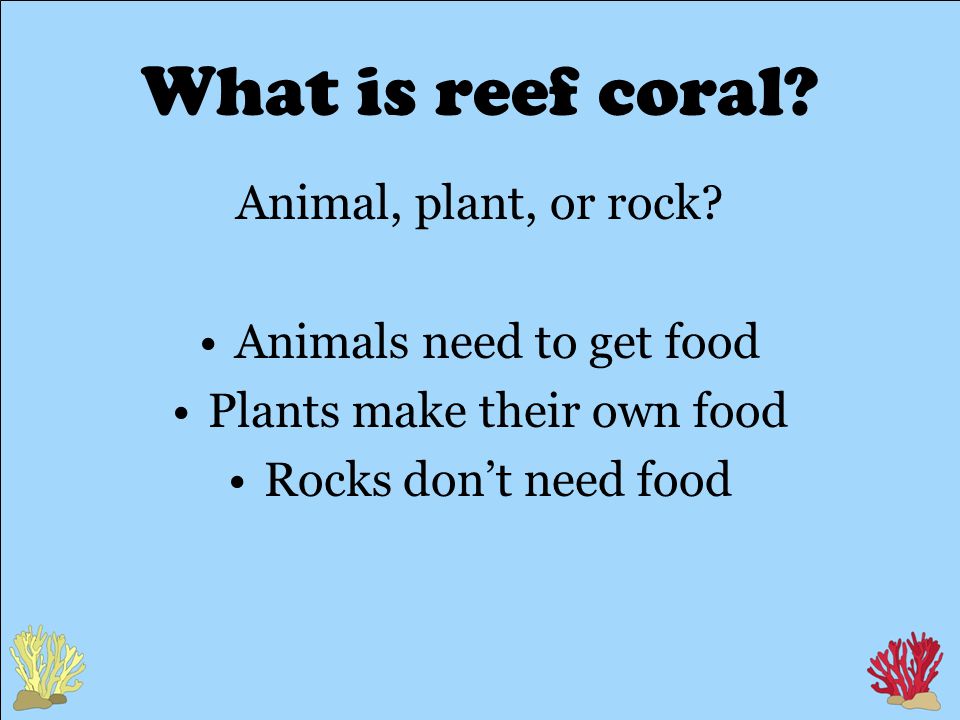 What is reef coral. Animal, plant, or rock.