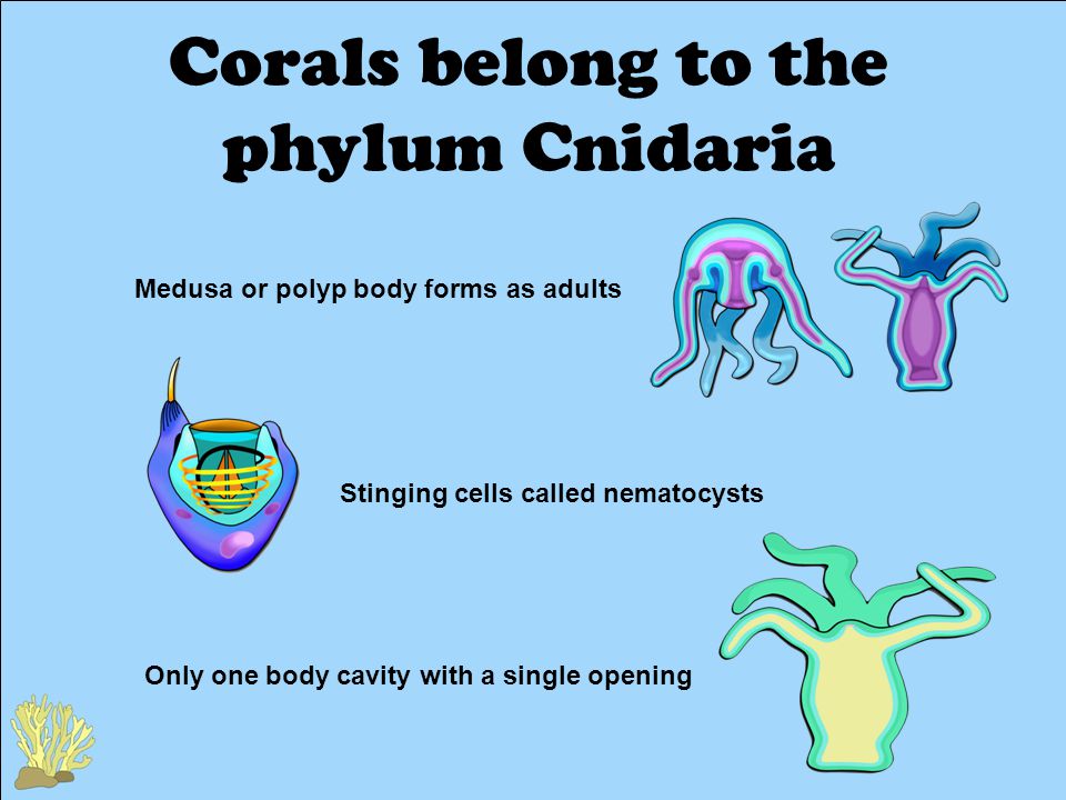 Corals belong to the phylum Cnidaria Medusa or polyp body forms as adults Stinging cells called nematocysts Only one body cavity with a single opening
