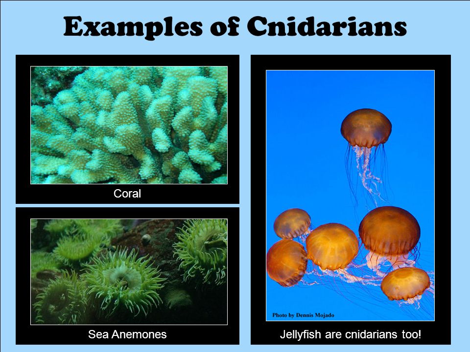 Examples of Cnidarians Sea AnemonesJellyfish are cnidarians too! Coral