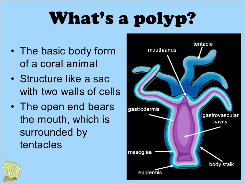 What’s a polyp.