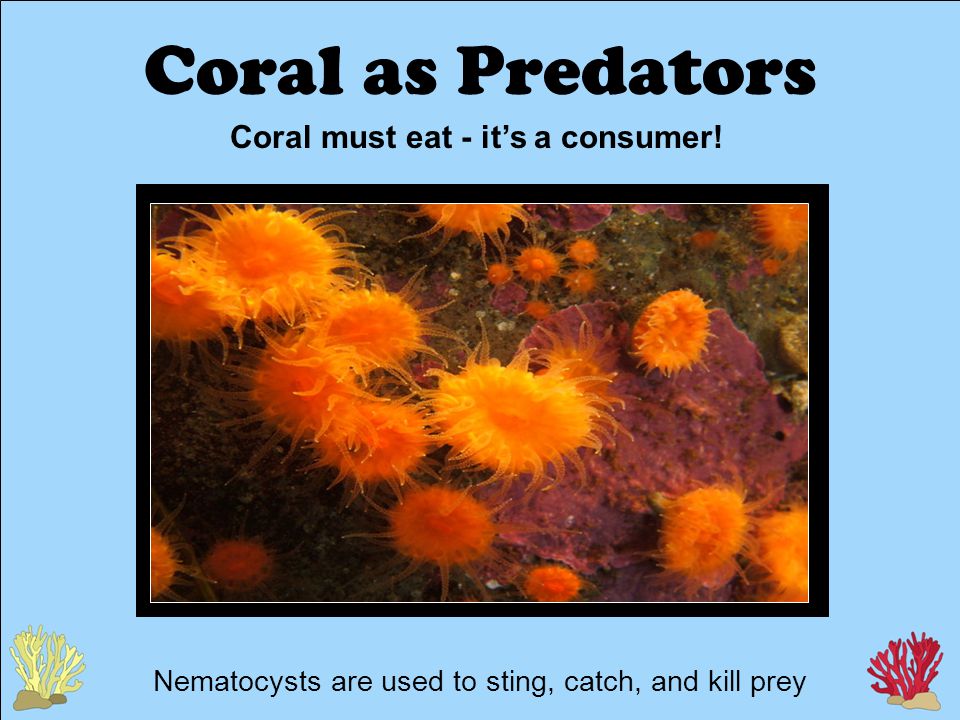 Coral as Predators Coral must eat - it’s a consumer.