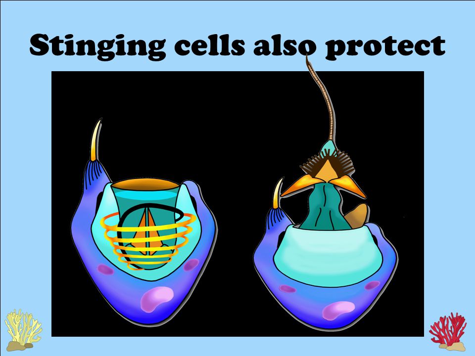 Stinging cells also protect