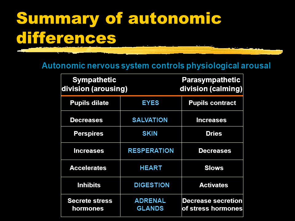 Summary of autonomic differences Autonomic nervous system controls physiological arousal Sympathetic division (arousing) Parasympathetic division (calming) Pupils dilate EYES Pupils contract Decreases SALVATION Increases Perspires SKIN Dries Increases RESPERATION Decreases Accelerates HEART Slows Inhibits DIGESTION Activates Secrete stress hormones ADRENAL GLANDS Decrease secretion of stress hormones