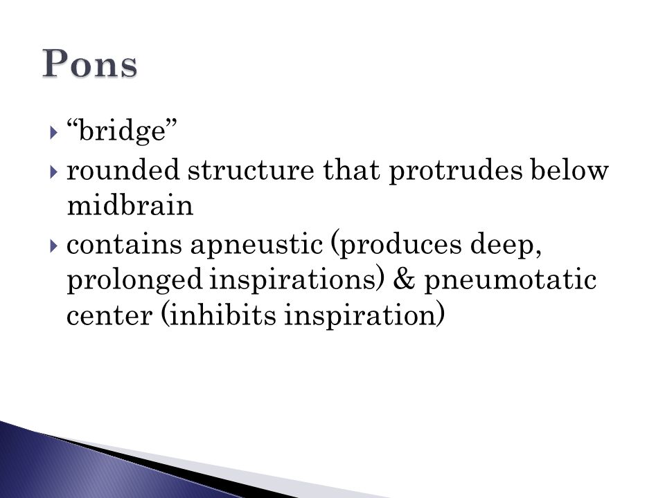  bridge  rounded structure that protrudes below midbrain  contains apneustic (produces deep, prolonged inspirations) & pneumotatic center (inhibits inspiration)