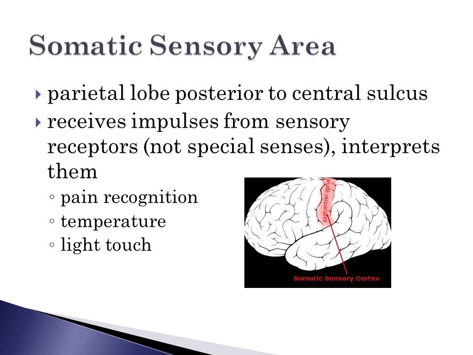  parietal lobe posterior to central sulcus  receives impulses from sensory receptors (not special senses), interprets them ◦ pain recognition ◦ temperature ◦ light touch