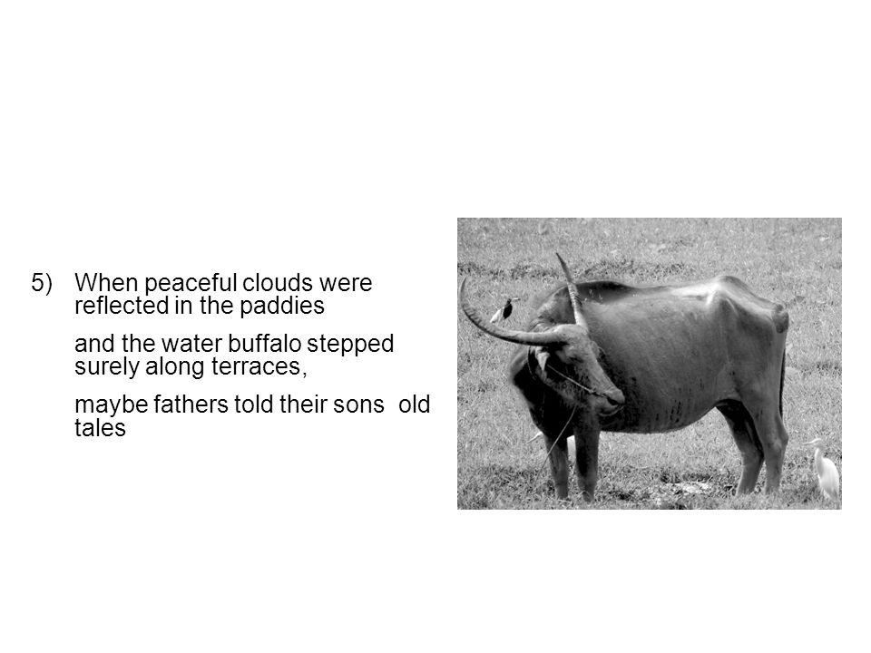 5) When peaceful clouds were reflected in the paddies and the water buffalo stepped surely along terraces, maybe fathers told their sons old tales