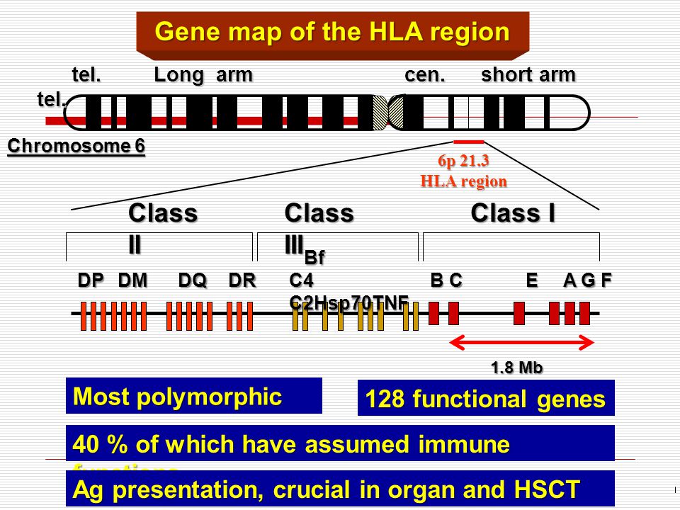 Chromosome 6 Gene map of the HLA region Class II Class III Class I 1.8 Mb 40 % of which have assumed immune functions tel.