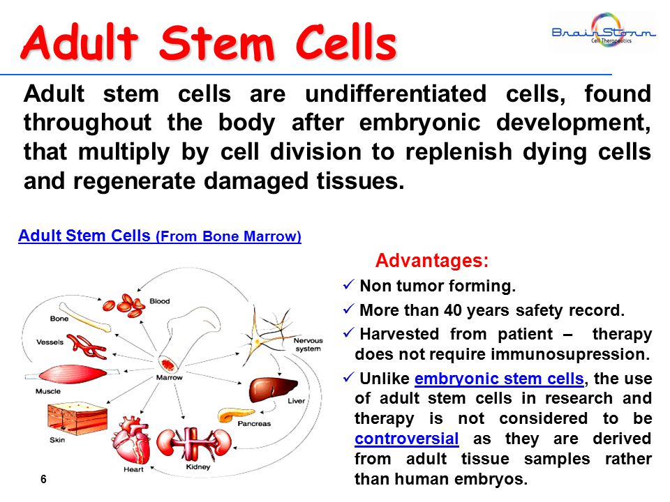 Adult stem cells are undifferentiated cells, found throughout the body after embryonic development, that multiply by cell division to replenish dying cells and regenerate damaged tissues.