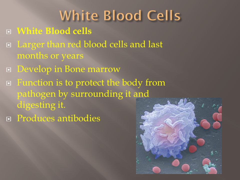  White Blood cells  Larger than red blood cells and last months or years  Develop in Bone marrow  Function is to protect the body from pathogen by surrounding it and digesting it.