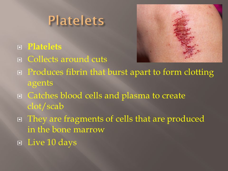  Platelets  Collects around cuts  Produces fibrin that burst apart to form clotting agents  Catches blood cells and plasma to create clot/scab  They are fragments of cells that are produced in the bone marrow  Live 10 days