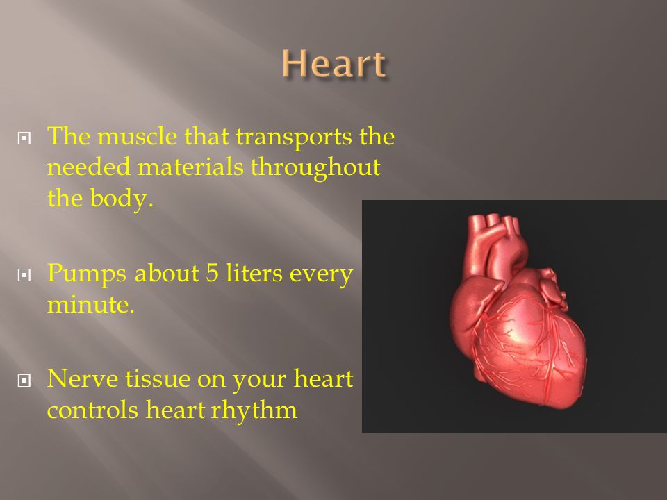  The muscle that transports the needed materials throughout the body.