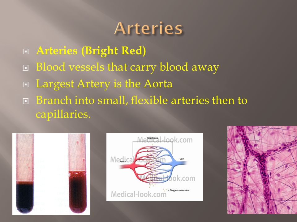  Arteries (Bright Red)  Blood vessels that carry blood away  Largest Artery is the Aorta  Branch into small, flexible arteries then to capillaries.