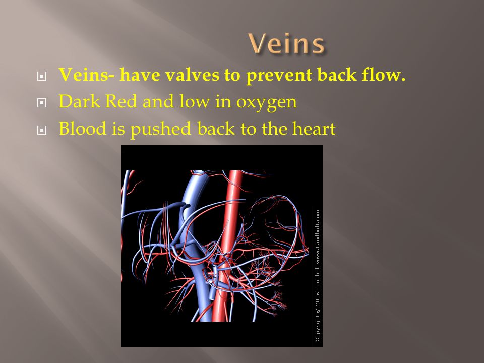  Veins- have valves to prevent back flow.