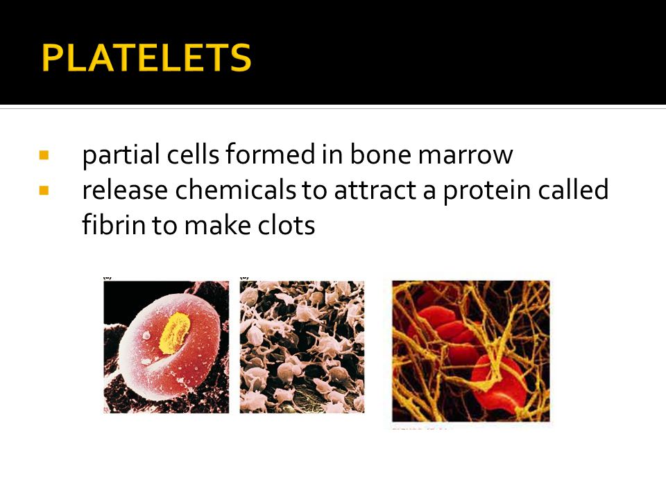  partial cells formed in bone marrow  release chemicals to attract a protein called fibrin to make clots