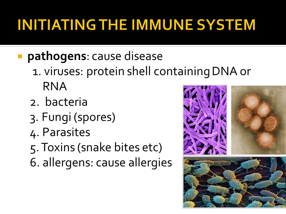  pathogens: cause disease 1. viruses: protein shell containing DNA or RNA 2.