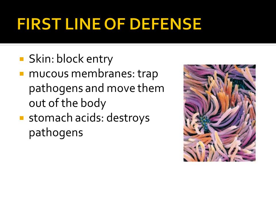  Skin: block entry  mucous membranes: trap pathogens and move them out of the body  stomach acids: destroys pathogens