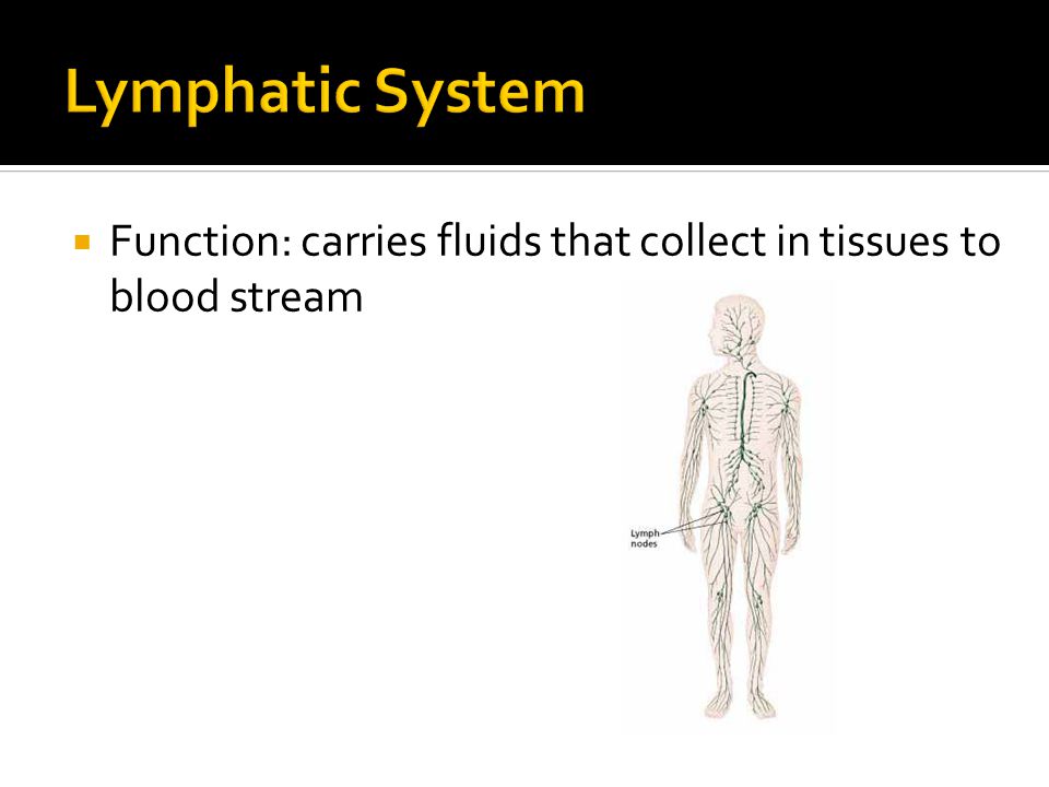  Function: carries fluids that collect in tissues to blood stream