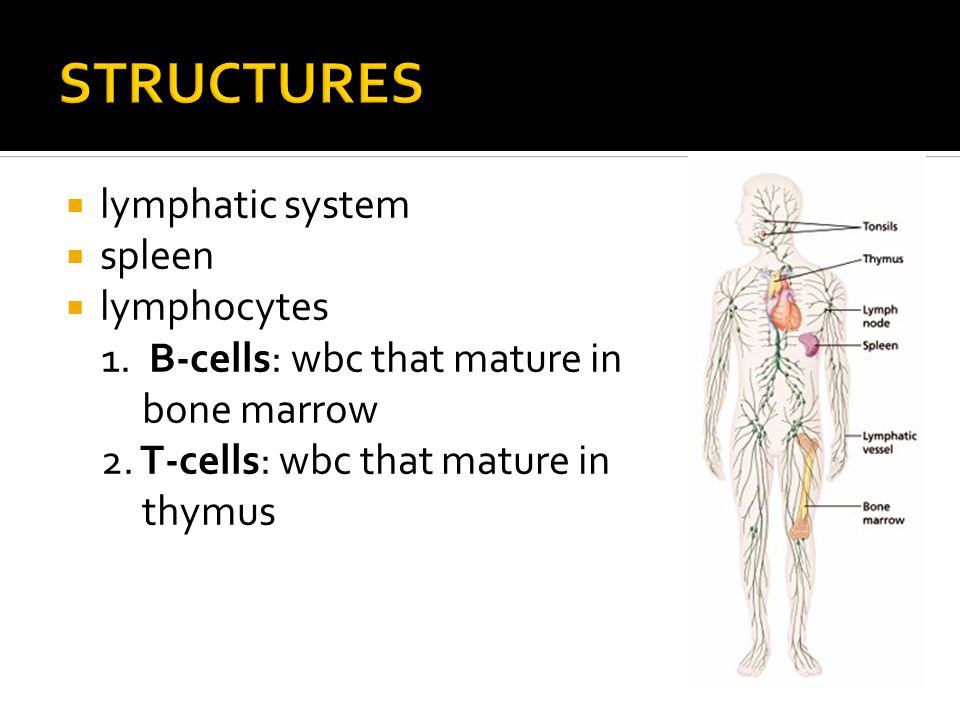  lymphatic system  spleen  lymphocytes 1. B-cells: wbc that mature in bone marrow 2.