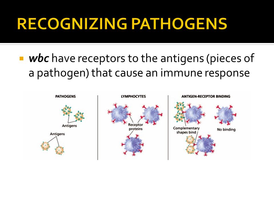  wbc have receptors to the antigens (pieces of a pathogen) that cause an immune response