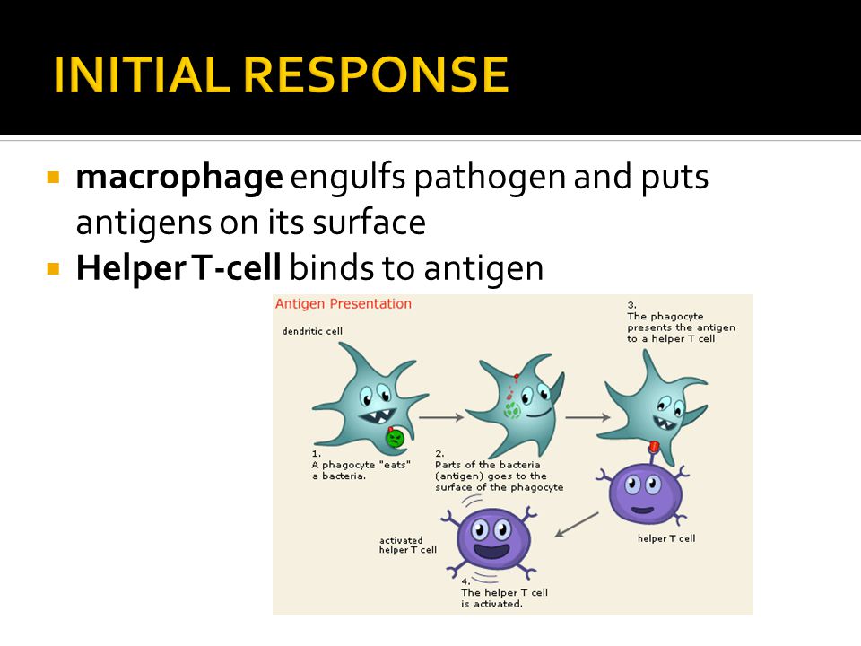  macrophage engulfs pathogen and puts antigens on its surface  Helper T-cell binds to antigen