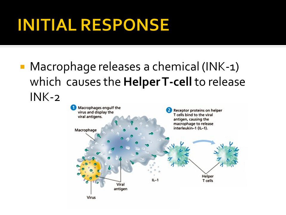  Macrophage releases a chemical (INK-1) which causes the Helper T-cell to release INK-2