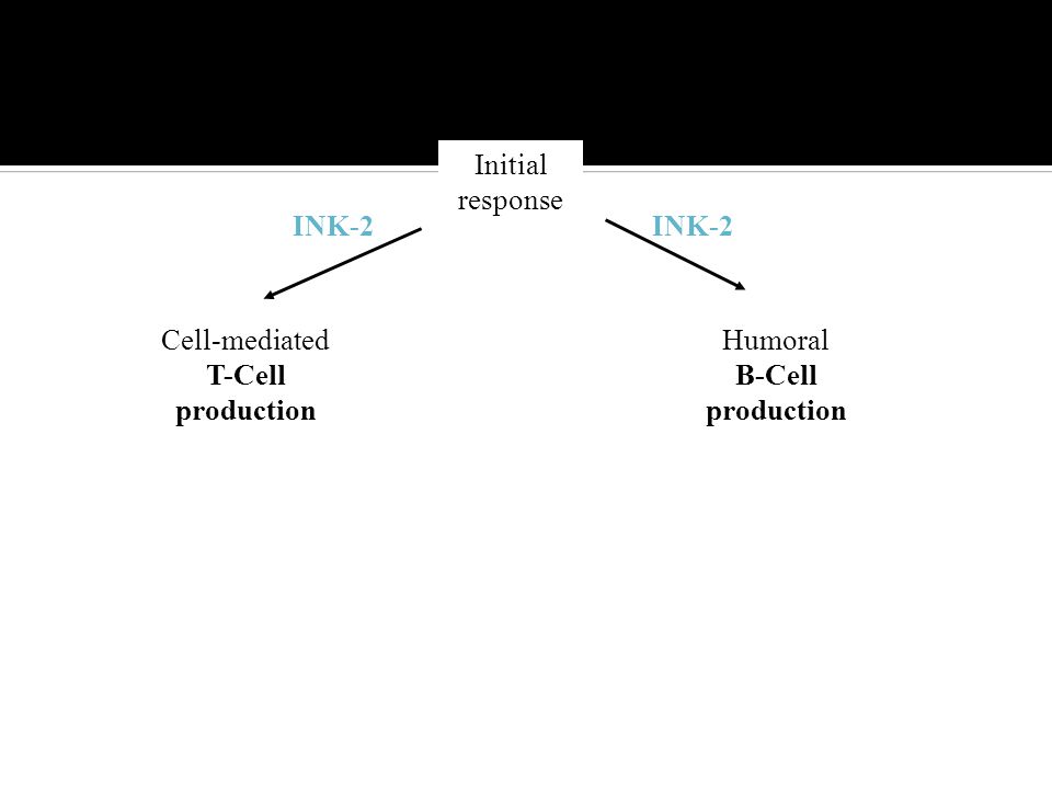 Initial response Humoral B-Cell production Cell-mediated T-Cell production INK-2