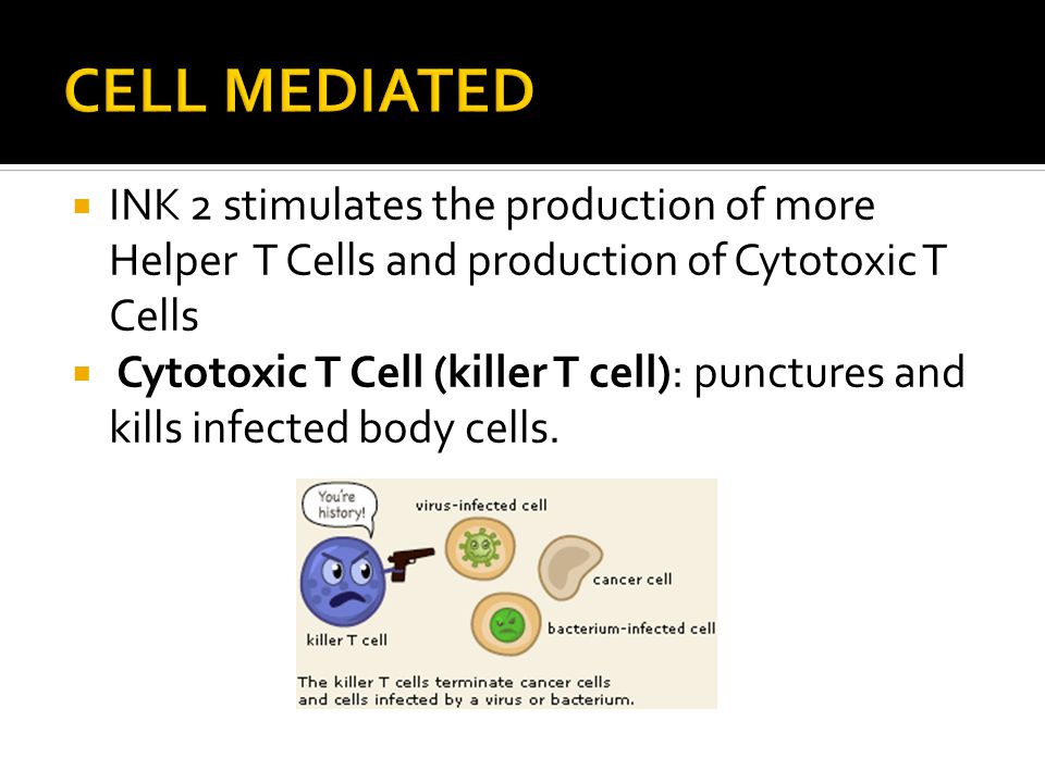  INK 2 stimulates the production of more Helper T Cells and production of Cytotoxic T Cells  Cytotoxic T Cell (killer T cell): punctures and kills infected body cells.
