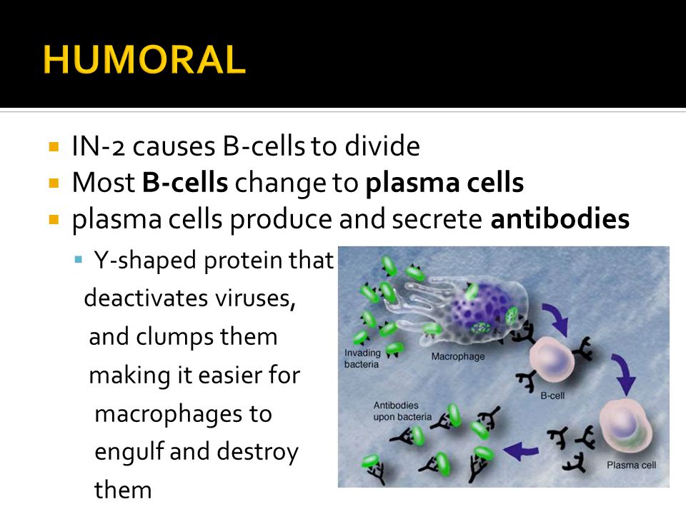  IN-2 causes B-cells to divide  Most B-cells change to plasma cells  plasma cells produce and secrete antibodies  Y-shaped protein that deactivates viruses, and clumps them making it easier for macrophages to engulf and destroy them