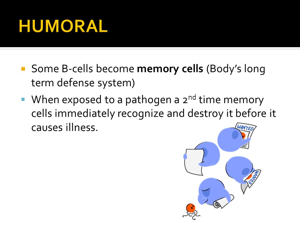  Some B-cells become memory cells (Body’s long term defense system)  When exposed to a pathogen a 2 nd time memory cells immediately recognize and destroy it before it causes illness.