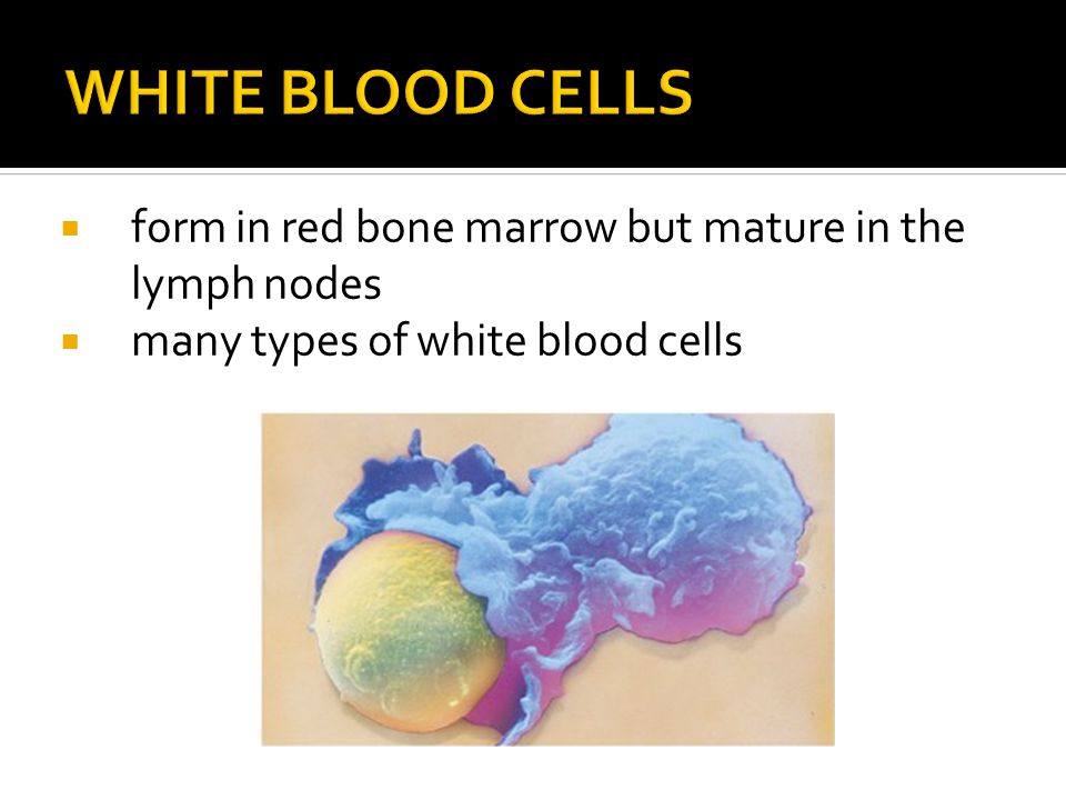  form in red bone marrow but mature in the lymph nodes  many types of white blood cells