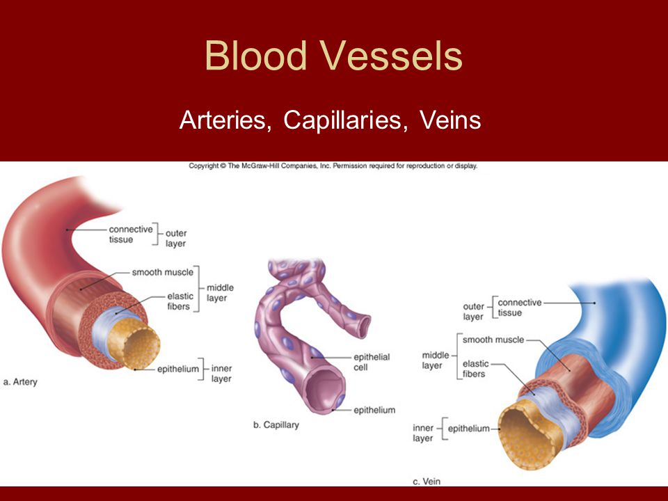 Arteries, Capillaries, Veins Blood Vessels