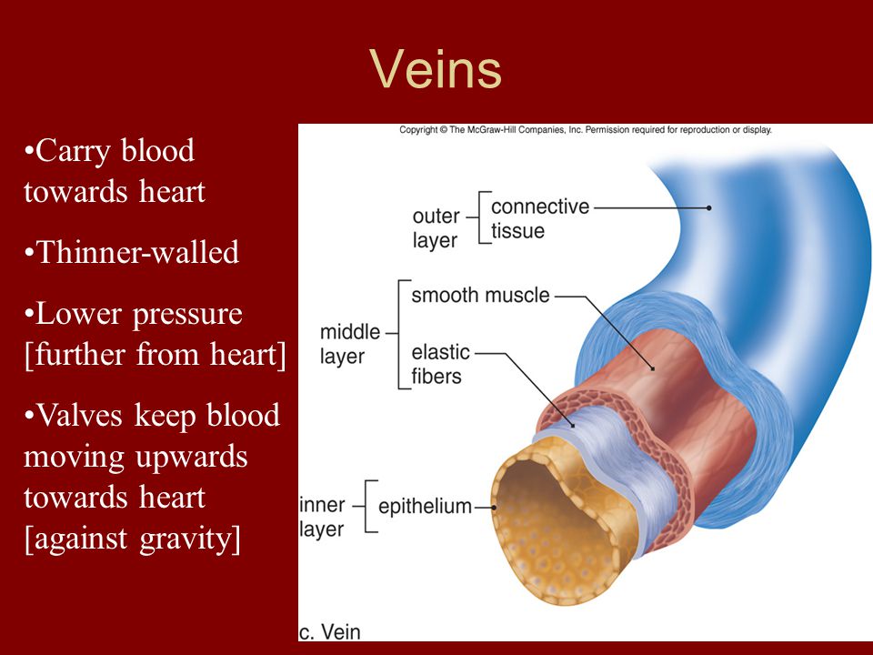 Carry blood towards heart Thinner-walled Lower pressure [further from heart] Valves keep blood moving upwards towards heart [against gravity] Veins