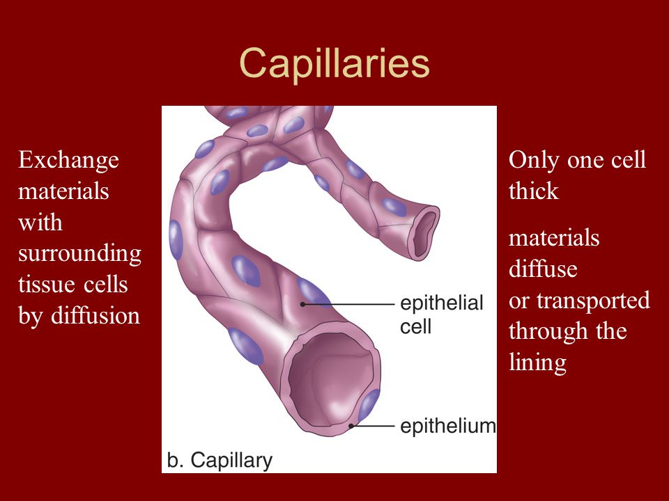 Exchange materials with surrounding tissue cells by diffusion Capillaries Only one cell thick materials diffuse or transported through the lining