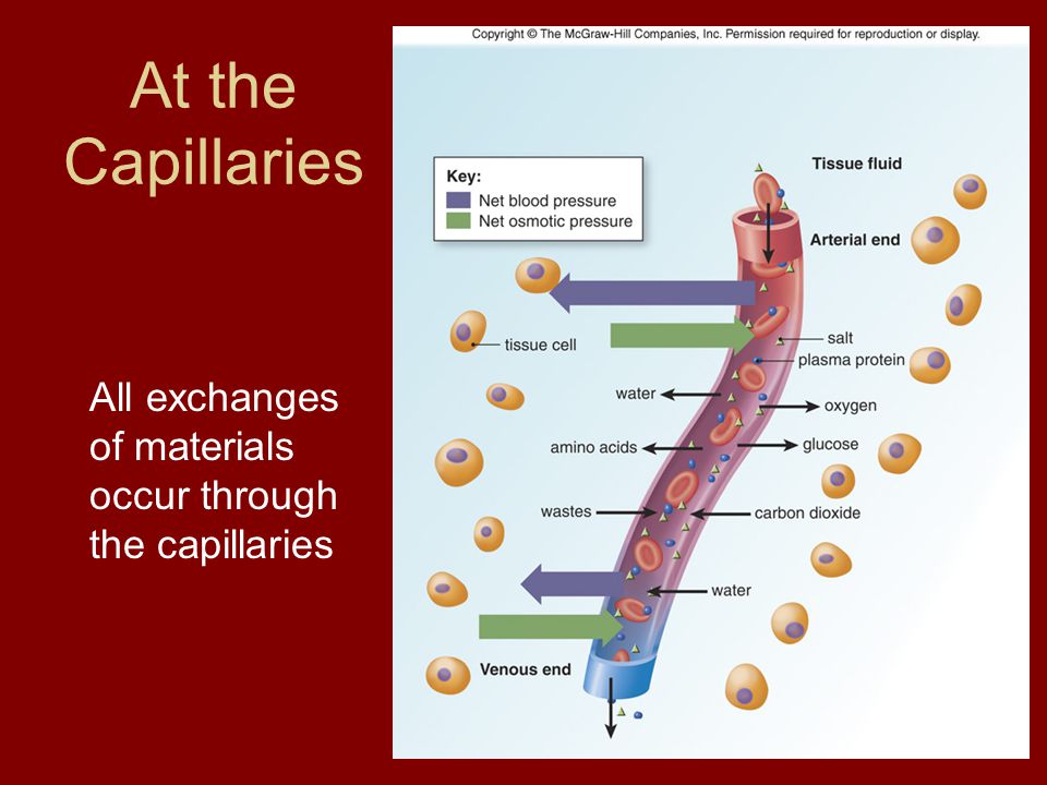 At the Capillaries All exchanges of materials occur through the capillaries
