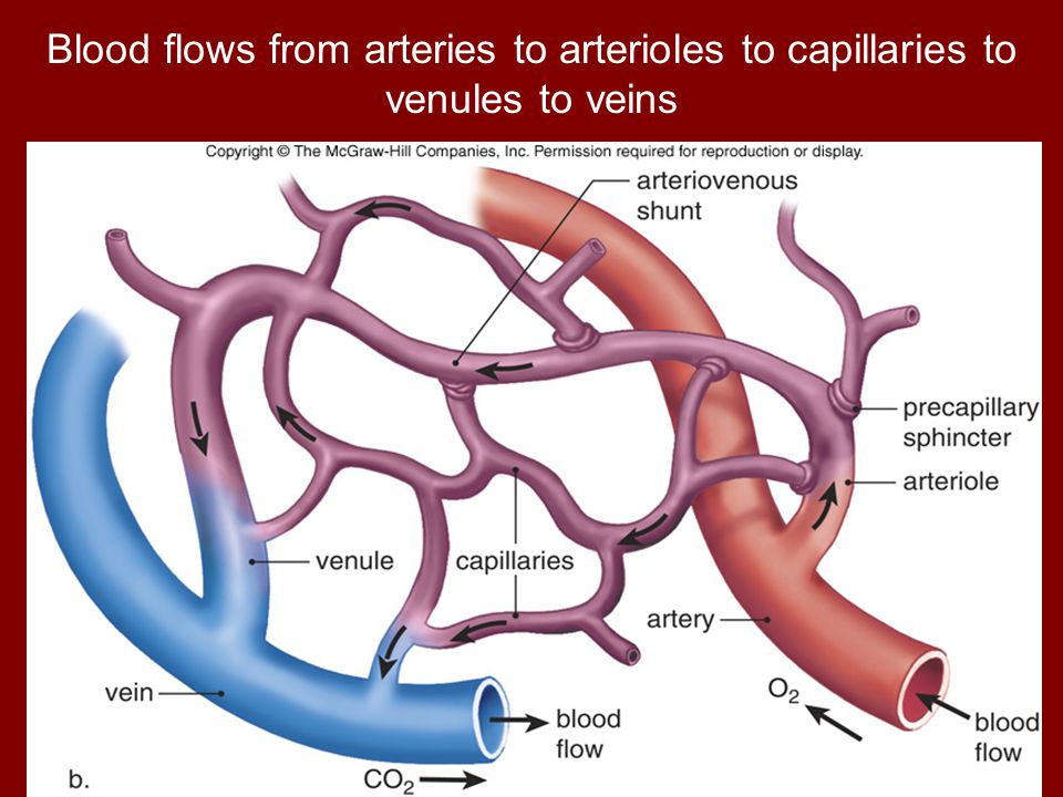 Blood flows from arteries to arterioles to capillaries to venules to veins