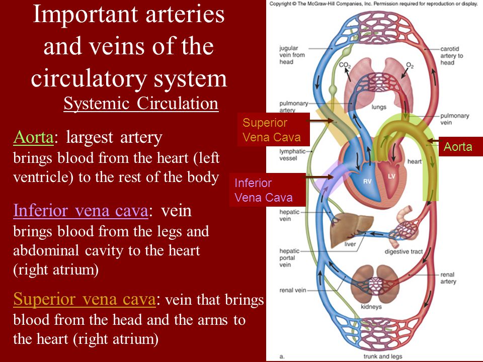 Important arteries and veins of the circulatory system Systemic Circulation Aorta: largest artery brings blood from the heart (left ventricle) to the rest of the body Inferior vena cava: vein brings blood from the legs and abdominal cavity to the heart (right atrium) Superior vena cava: vein that brings blood from the head and the arms to the heart (right atrium) Inferior Vena Cava Aorta Superior Vena Cava