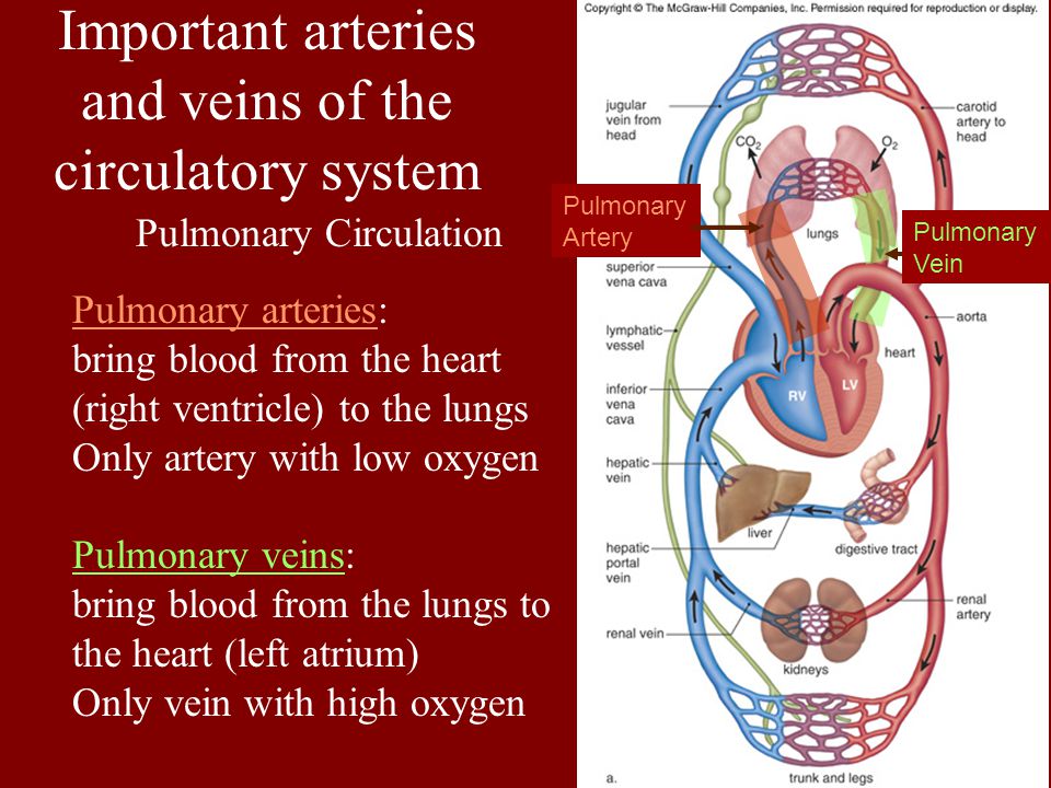 Important arteries and veins of the circulatory system Pulmonary Circulation Pulmonary arteries: bring blood from the heart (right ventricle) to the lungs Only artery with low oxygen Pulmonary veins: bring blood from the lungs to the heart (left atrium) Only vein with high oxygen Pulmonary Artery Pulmonary Vein