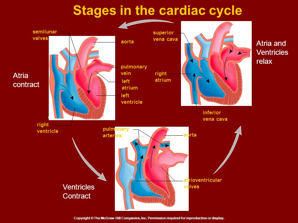 Stages in the cardiac cycle Copyright © The McGraw-Hill Companies, Inc.