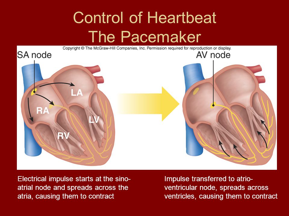 Control of Heartbeat The Pacemaker Electrical impulse starts at the sino- atrial node and spreads across the atria, causing them to contract Impulse transferred to atrio- ventricular node, spreads across ventricles, causing them to contract