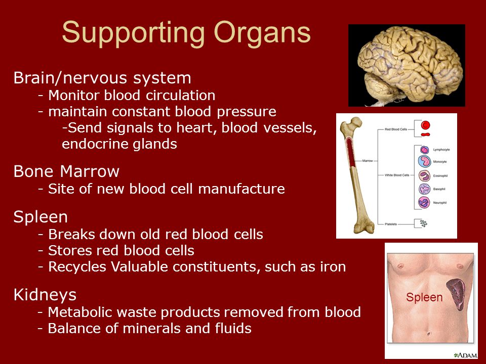 Brain/nervous system - Monitor blood circulation - maintain constant blood pressure -Send signals to heart, blood vessels, endocrine glands Bone Marrow - Site of new blood cell manufacture Spleen - Breaks down old red blood cells - Stores red blood cells - Recycles Valuable constituents, such as iron Kidneys - Metabolic waste products removed from blood - Balance of minerals and fluids Supporting Organs Spleen
