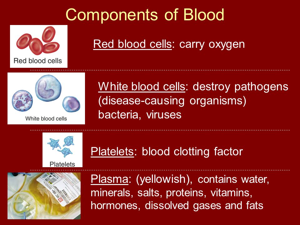 Components of Blood Plasma: (yellowish), contains water, minerals, salts, proteins, vitamins, hormones, dissolved gases and fats Red blood cells: carry oxygen White blood cells: destroy pathogens (disease-causing organisms) bacteria, viruses Platelets: blood clotting factor