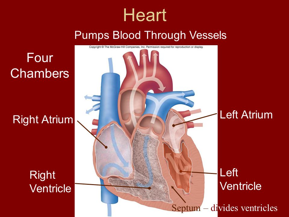 Heart Four Chambers Right Atrium Right Ventricle Left Atrium Left Ventricle Pumps Blood Through Vessels Septum – divides ventricles