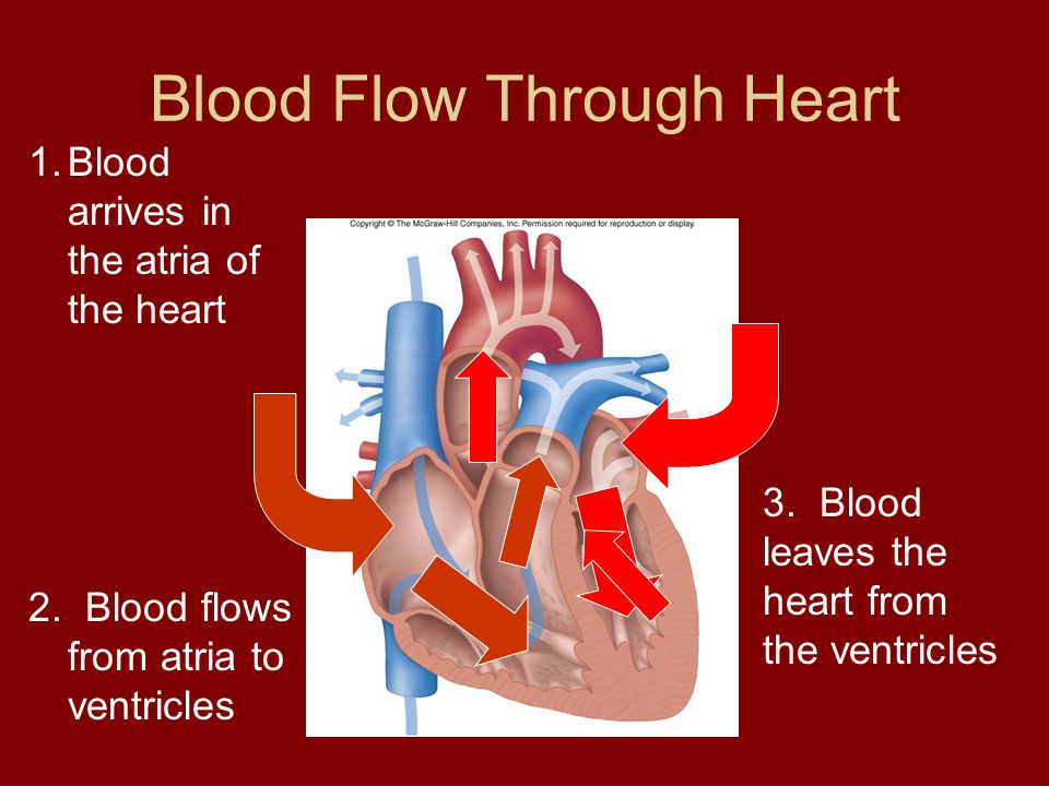 Blood Flow Through Heart 1.Blood arrives in the atria of the heart 2.