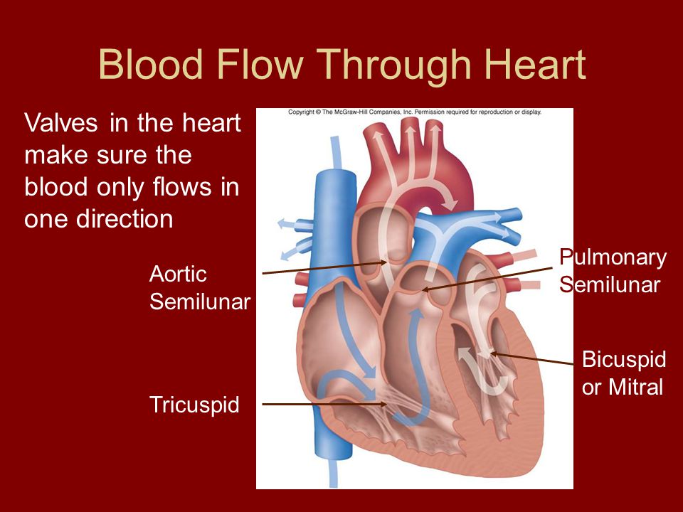 Blood Flow Through Heart Valves in the heart make sure the blood only flows in one direction Tricuspid Aortic Semilunar Pulmonary Semilunar Bicuspid or Mitral