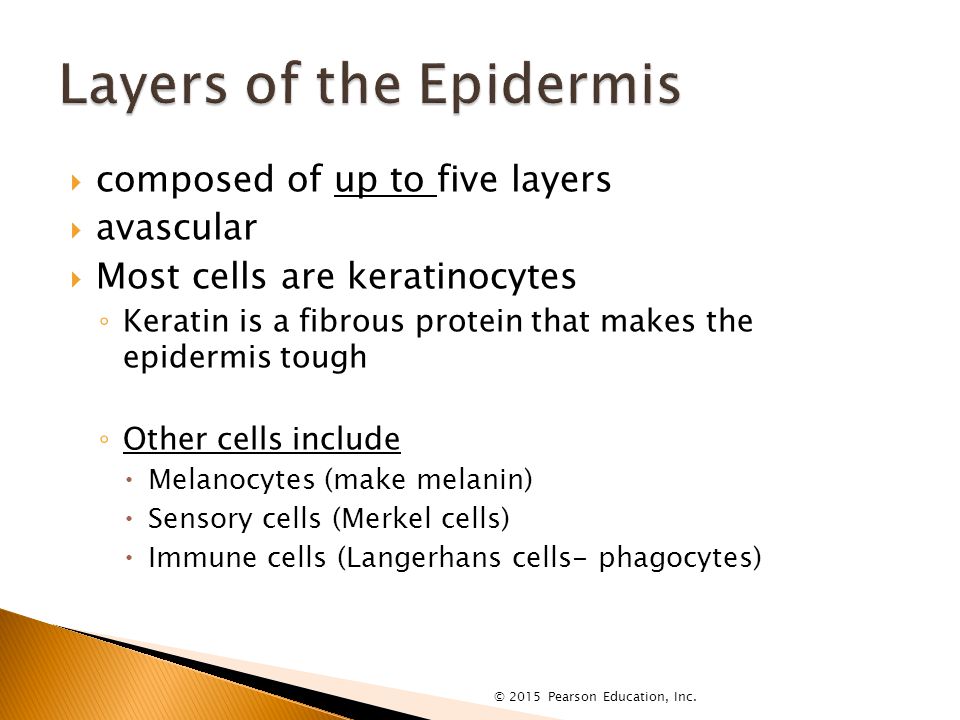  composed of up to five layers  avascular  Most cells are keratinocytes ◦ Keratin is a fibrous protein that makes the epidermis tough ◦ Other cells include  Melanocytes (make melanin)  Sensory cells (Merkel cells)  Immune cells (Langerhans cells- phagocytes) © 2015 Pearson Education, Inc.