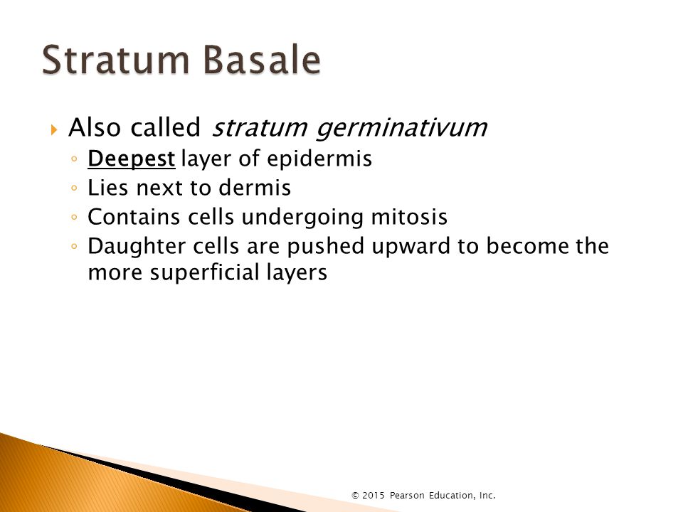  Also called stratum germinativum ◦ Deepest layer of epidermis ◦ Lies next to dermis ◦ Contains cells undergoing mitosis ◦ Daughter cells are pushed upward to become the more superficial layers © 2015 Pearson Education, Inc.