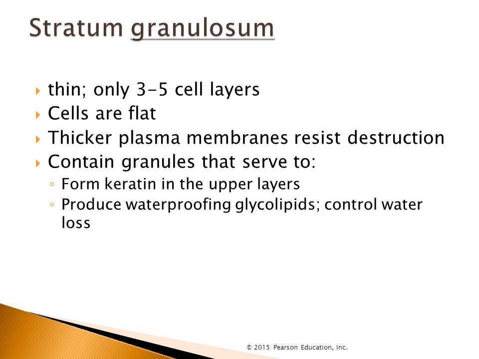  thin; only 3-5 cell layers  Cells are flat  Thicker plasma membranes resist destruction  Contain granules that serve to: ◦ Form keratin in the upper layers ◦ Produce waterproofing glycolipids; control water loss © 2015 Pearson Education, Inc.