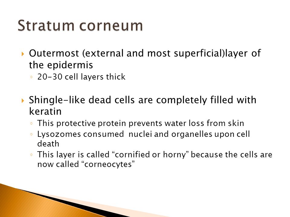  Outermost (external and most superficial)layer of the epidermis ◦ cell layers thick  Shingle-like dead cells are completely filled with keratin ◦ This protective protein prevents water loss from skin ◦ Lysozomes consumed nuclei and organelles upon cell death ◦ This layer is called cornified or horny because the cells are now called corneocytes